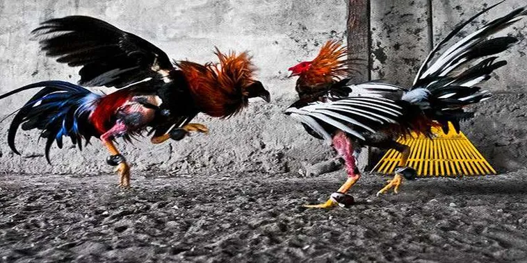 Cách Chơi Đá Gà GA28 Tại 8XX Đỉnh Cao Dễ Thắng Lớn