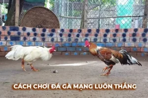 Cách Chơi Đá Gà Sabong Tại 8XX Dễ Thắng Cho Người Mới