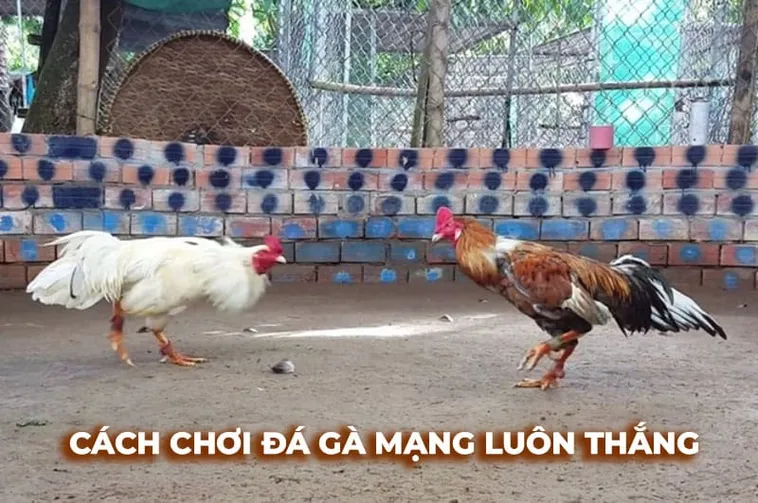 Cách Chơi Đá Gà Sabong Tại 8XX Dễ Thắng Cho Người Mới